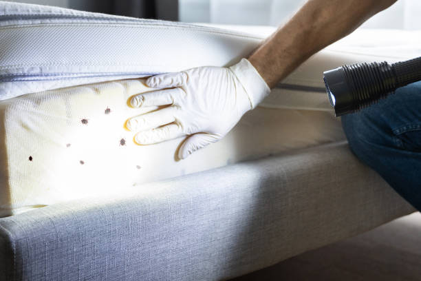Best Mosquito Control Services  in Carpentersvle, IL
