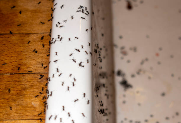 Best Affordable Pest Control Services  in Carpentersvle, IL